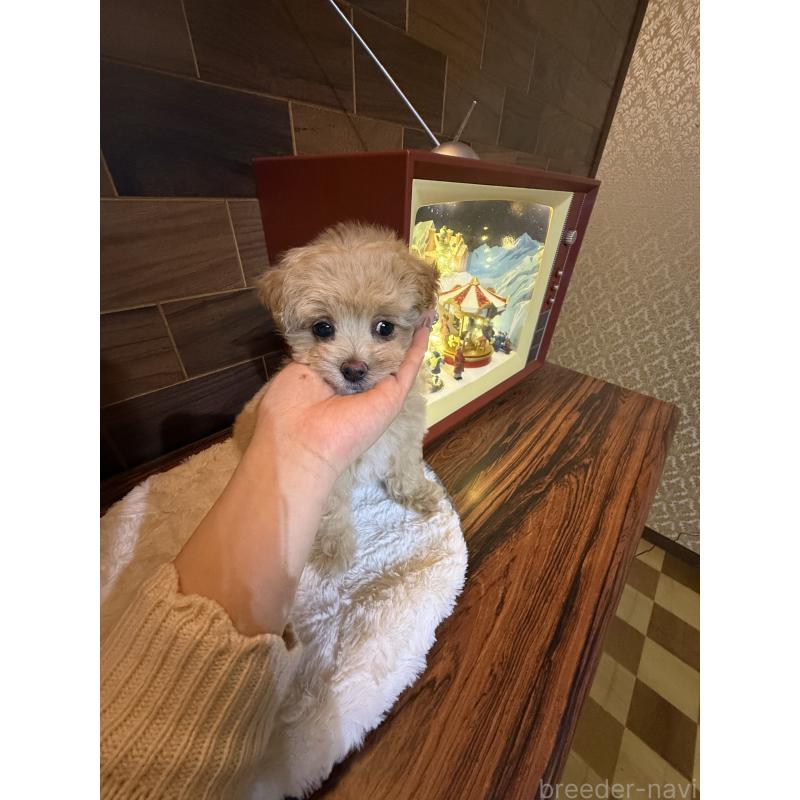 販売中の岐阜県のマルプー:マルチーズ×トイプードル-439477の3枚目