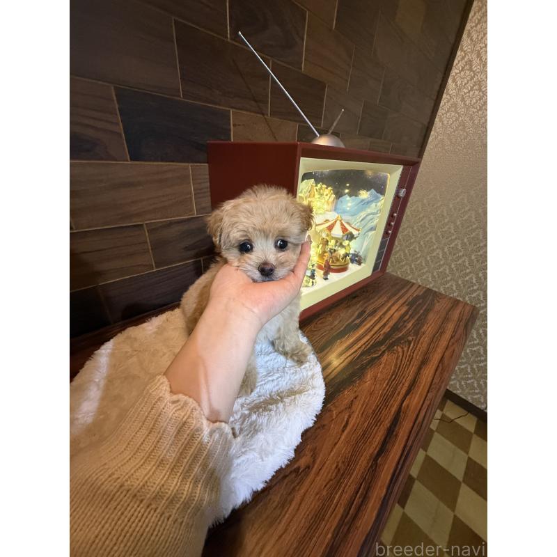 販売中の岐阜県のマルプー:マルチーズ×トイプードル-439477の2枚目