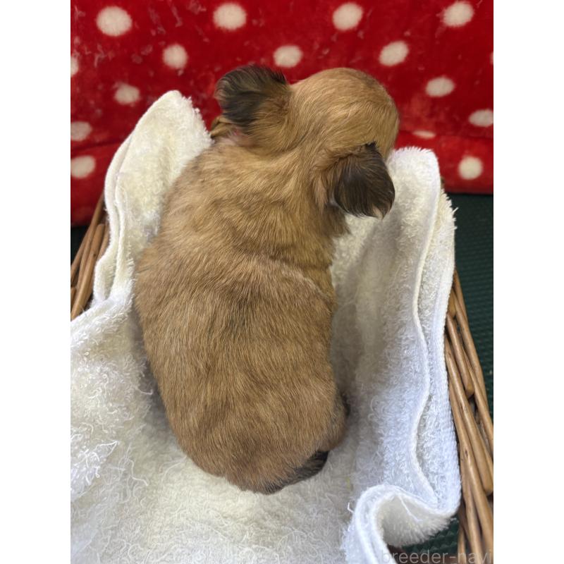 販売中の静岡県のチワワ(ロングコート)-439478の8枚目