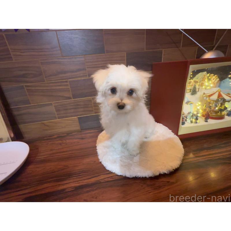 販売中の岐阜県のマルチーズ-431979の8枚目