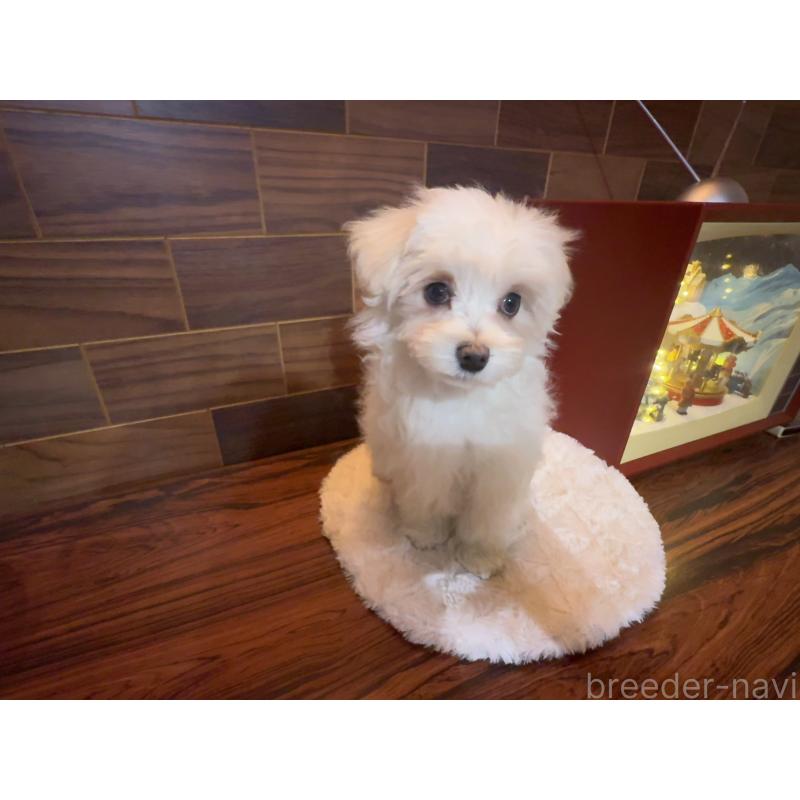 販売中の岐阜県のマルチーズ-431979の7枚目