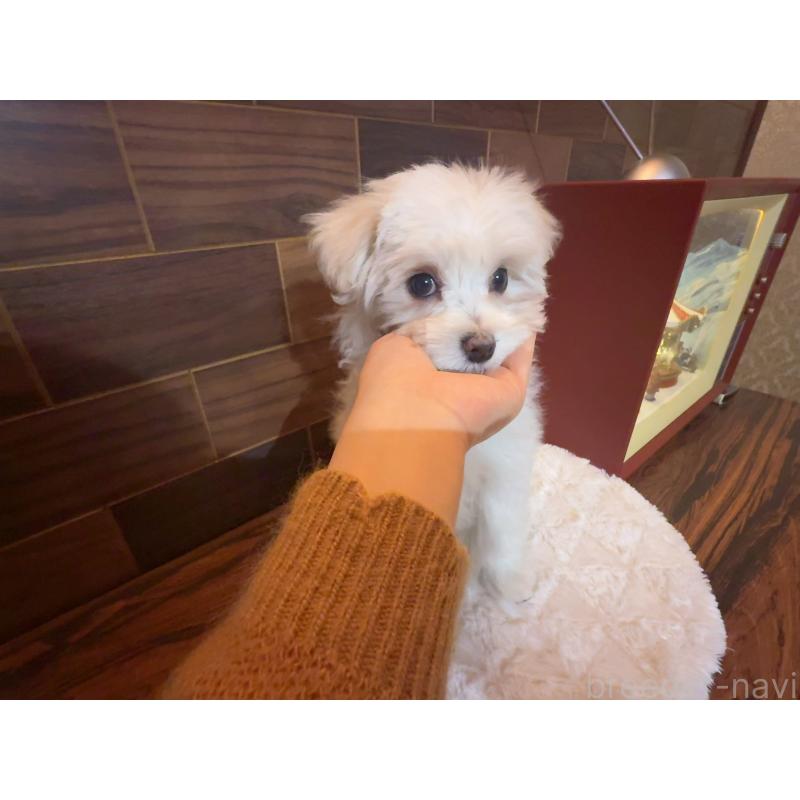 販売中の岐阜県のマルチーズ-431979の6枚目