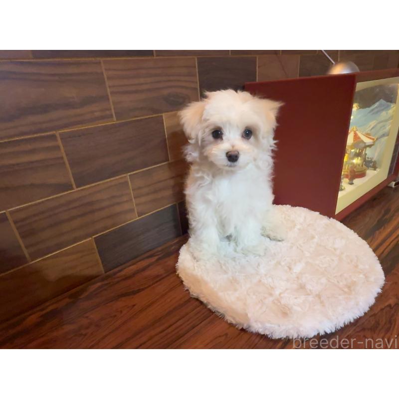 販売中の岐阜県のマルチーズ-431979の5枚目