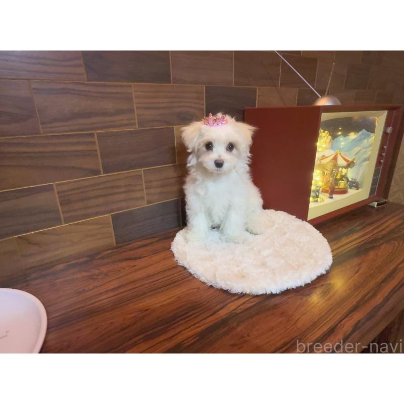 販売中の岐阜県のマルチーズ-431979の4枚目