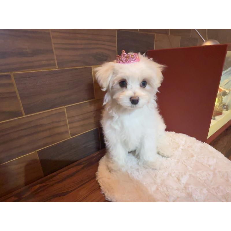 販売中の岐阜県のマルチーズ-431979の3枚目