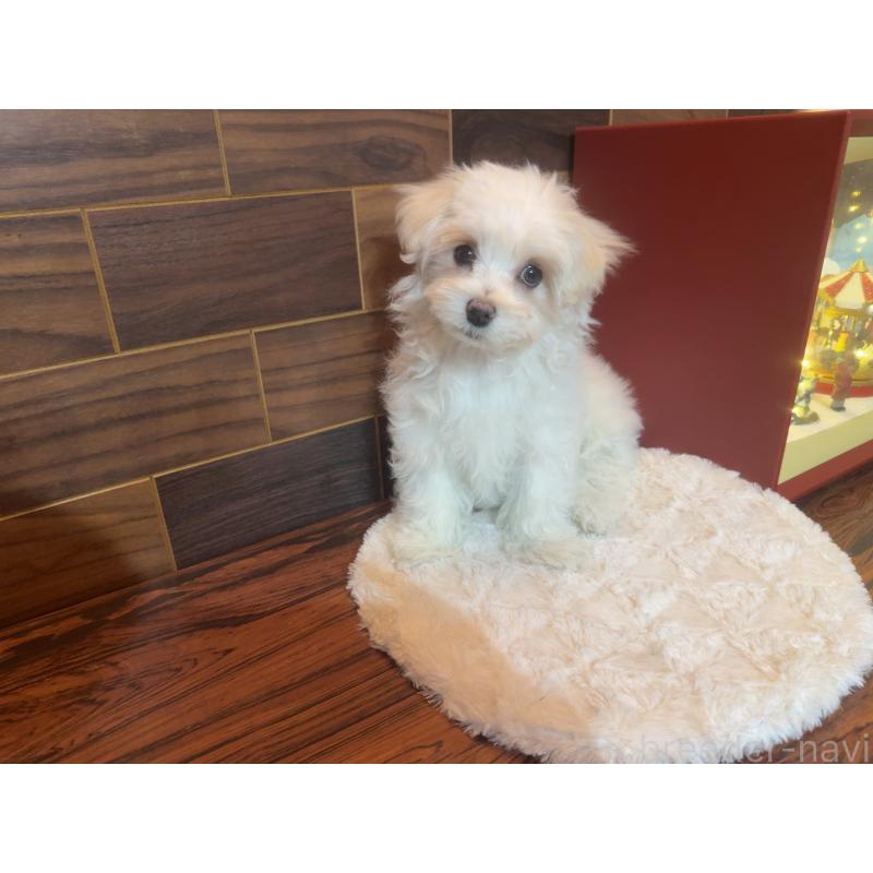 販売中の岐阜県のマルチーズ-431979の2枚目