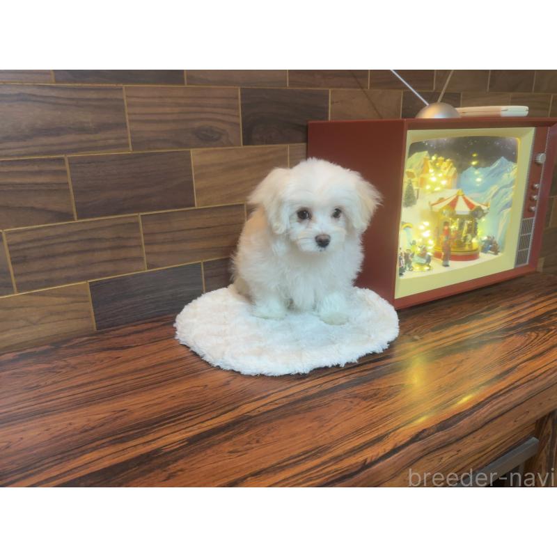 販売中の岐阜県のマルチーズ-431981の8枚目