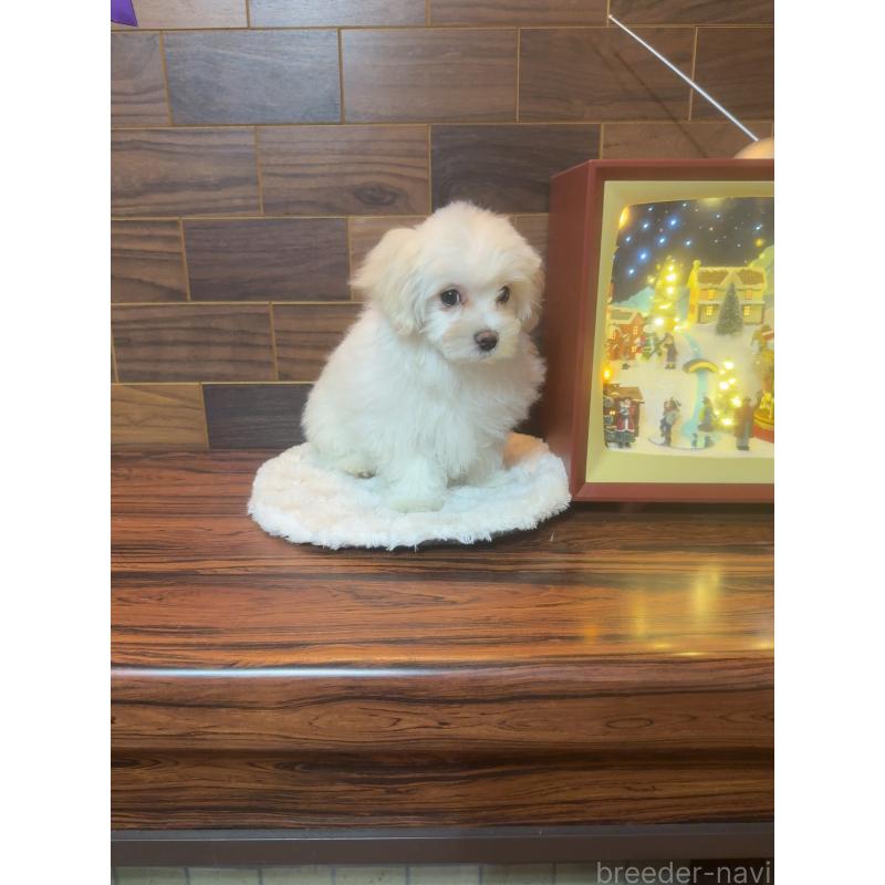 販売中の岐阜県のマルチーズ-431981の7枚目