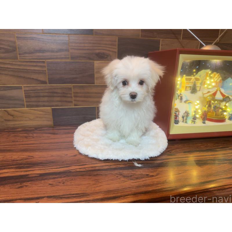 販売中の岐阜県のマルチーズ-431981の6枚目