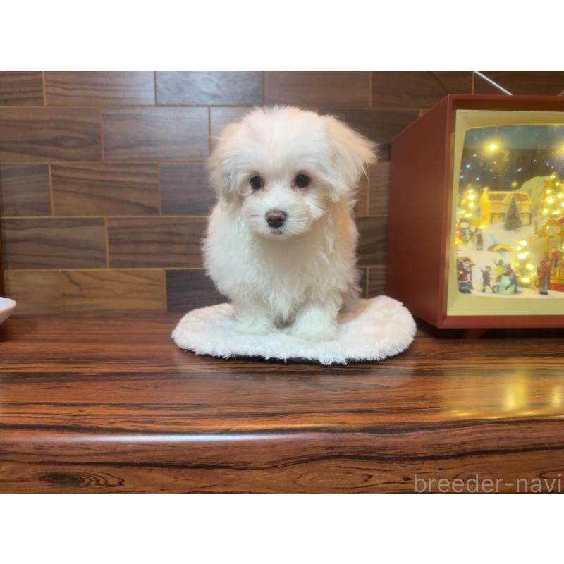 販売中の岐阜県のマルチーズ-431981の3枚目