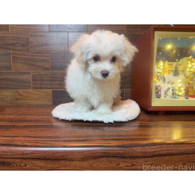 販売中の岐阜県のマルチーズ-431981の2枚目