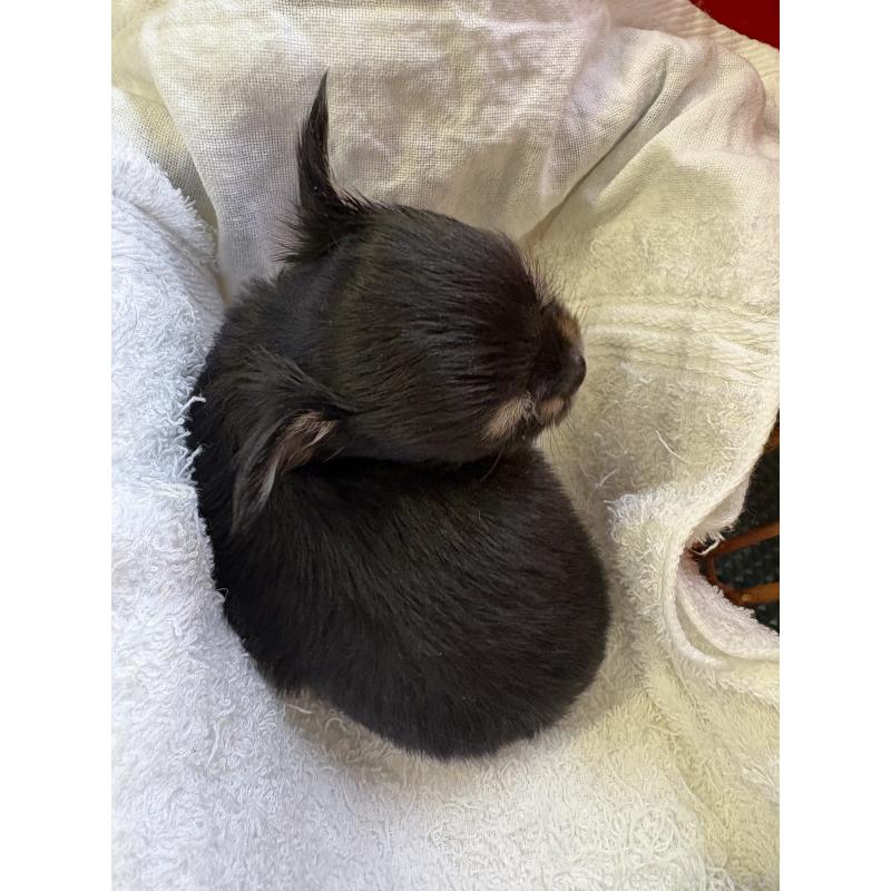 販売中の静岡県のチワワ(ロングコート)-439479の5枚目