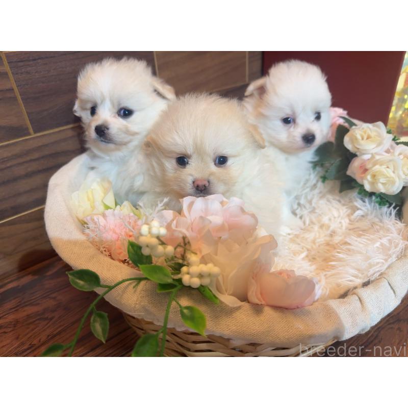 販売中の岐阜県のポメプー:ポメラニアン×トイプードル-439480の9枚目