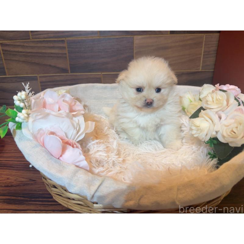 販売中の岐阜県のポメプー:ポメラニアン×トイプードル-439480の8枚目