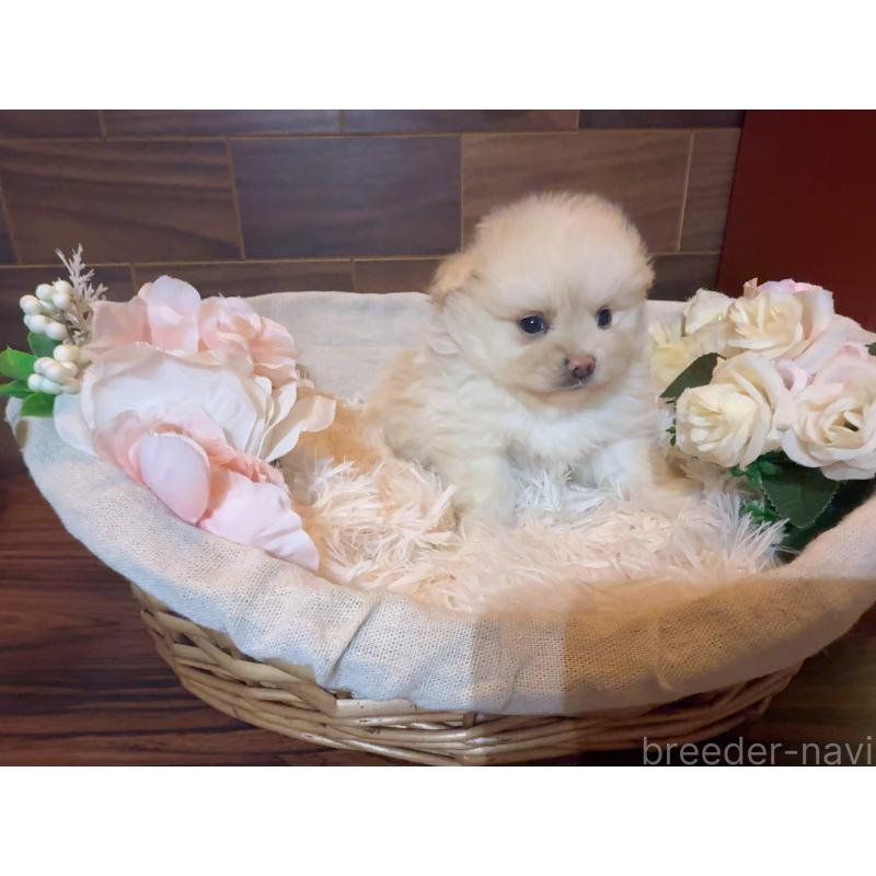 販売中の岐阜県のポメプー:ポメラニアン×トイプードル-439480の5枚目