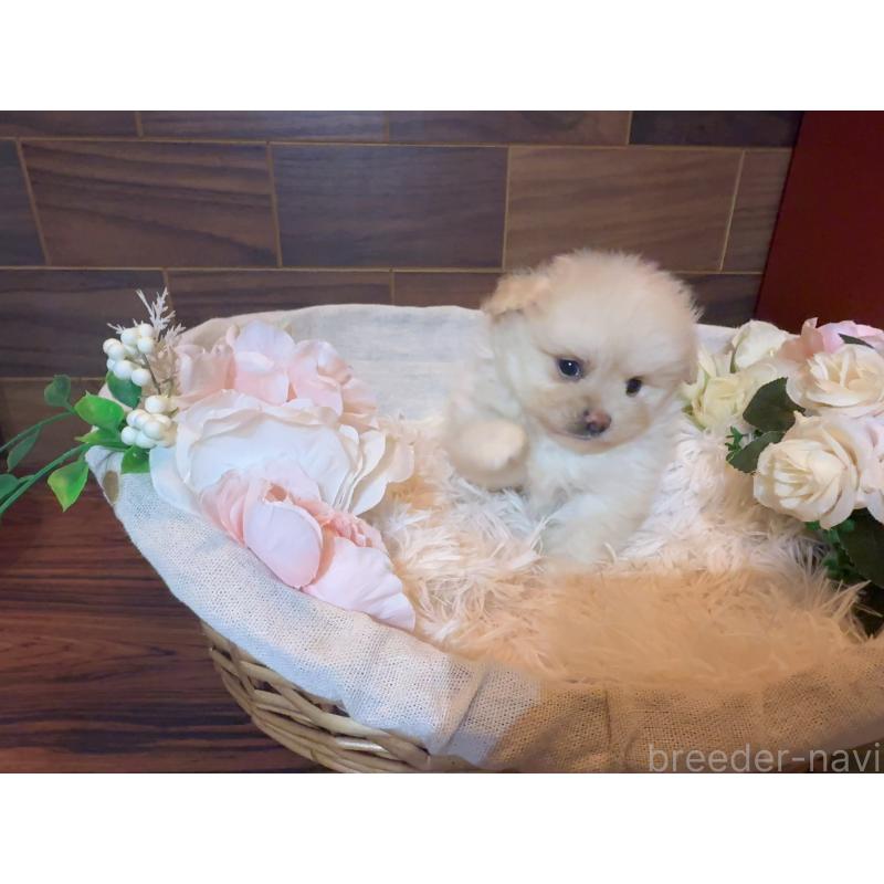 販売中の岐阜県のポメプー:ポメラニアン×トイプードル-439480の4枚目