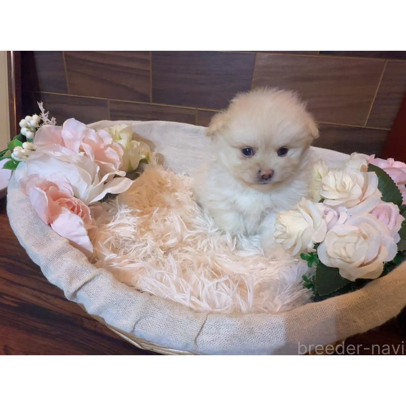 販売中の岐阜県のポメプー:ポメラニアン×トイプードル-439480の3枚目