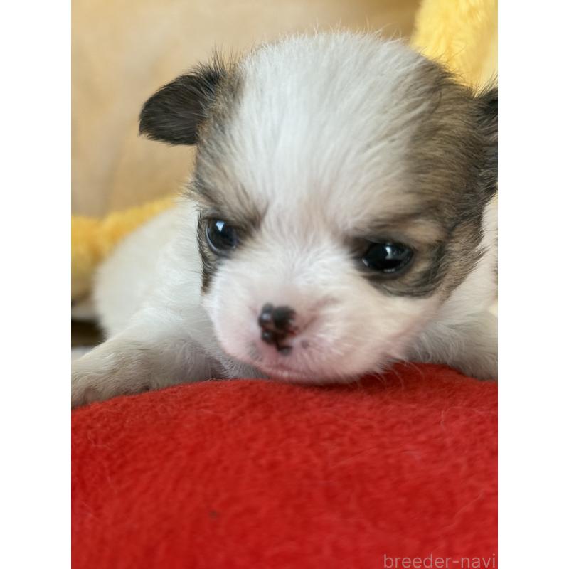 販売中の宮崎県のチワワ(ロングコート)-438832の8枚目