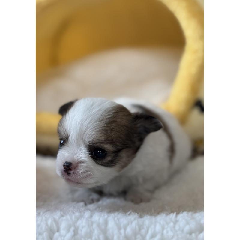 販売中の宮崎県のチワワ(ロングコート)-438832の7枚目