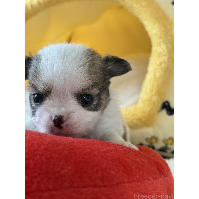 販売中の宮崎県のチワワ(ロングコート)-438832の6枚目