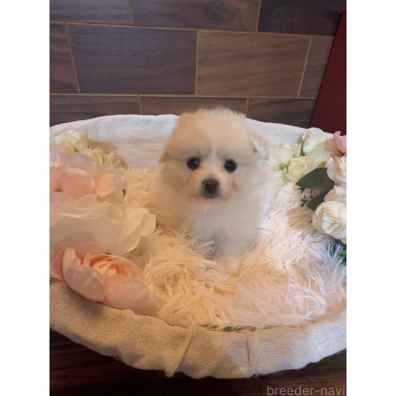 販売中の岐阜県のポメプー:ポメラニアン×トイプードル-439483の9枚目