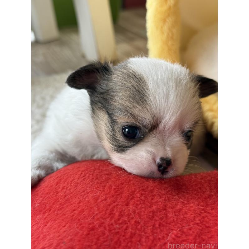 販売中の宮崎県のチワワ(ロングコート)-438832の5枚目