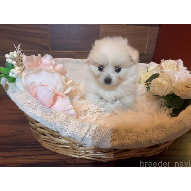 販売中の岐阜県のポメプー:ポメラニアン×トイプードル-439483の6枚目