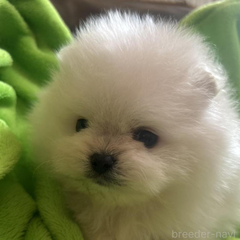 販売中の山口県のポメラニアン-439481の1枚目