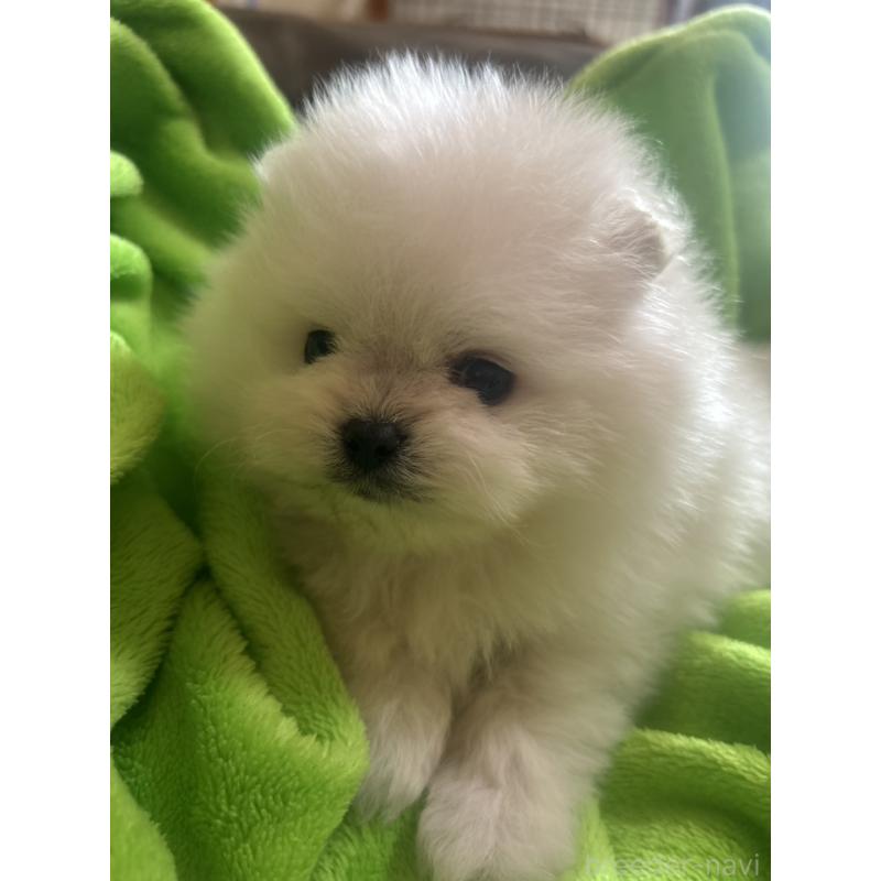 販売中の山口県のポメラニアン-439481の2枚目