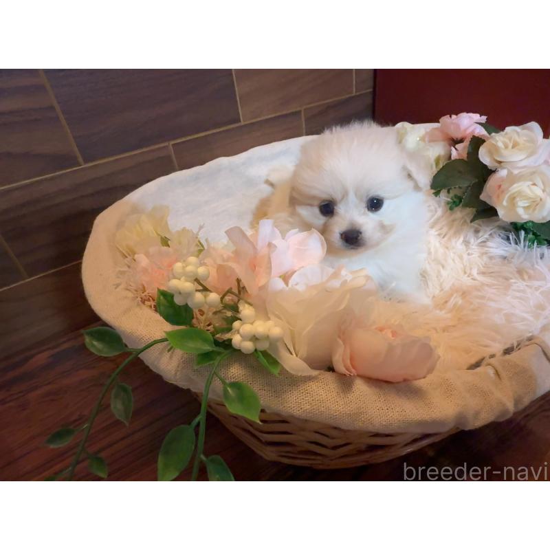 販売中の岐阜県のポメプー:ポメラニアン×トイプードル-439483の5枚目