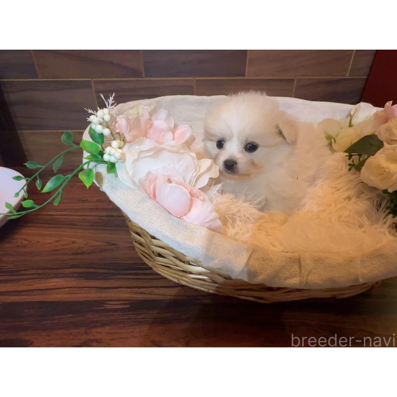 販売中の岐阜県のポメプー:ポメラニアン×トイプードル-439483の4枚目