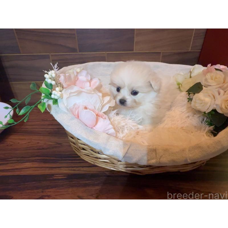 販売中の岐阜県のポメプー:ポメラニアン×トイプードル-439483の3枚目