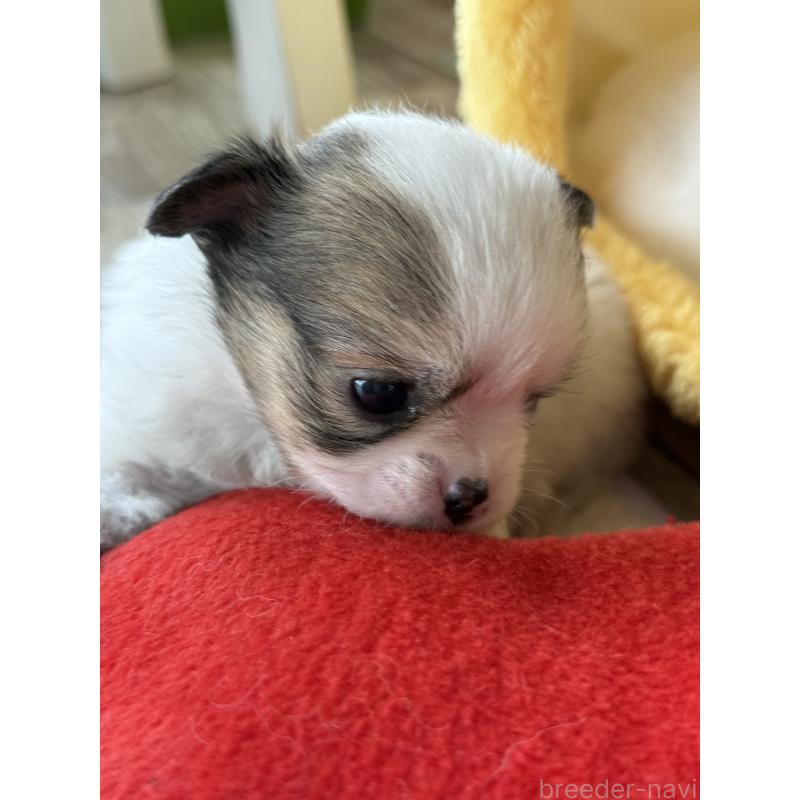 販売中の宮崎県のチワワ(ロングコート)-438832の4枚目