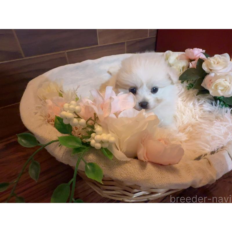 販売中の岐阜県のポメプー:ポメラニアン×トイプードル-439483の2枚目