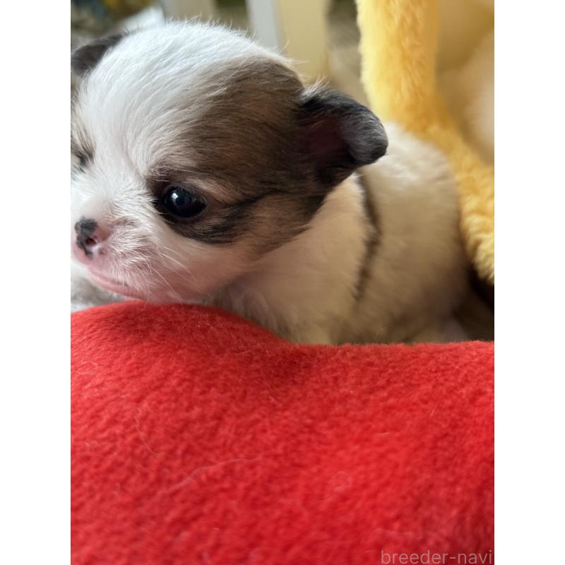 販売中の宮崎県のチワワ(ロングコート)-438832の3枚目