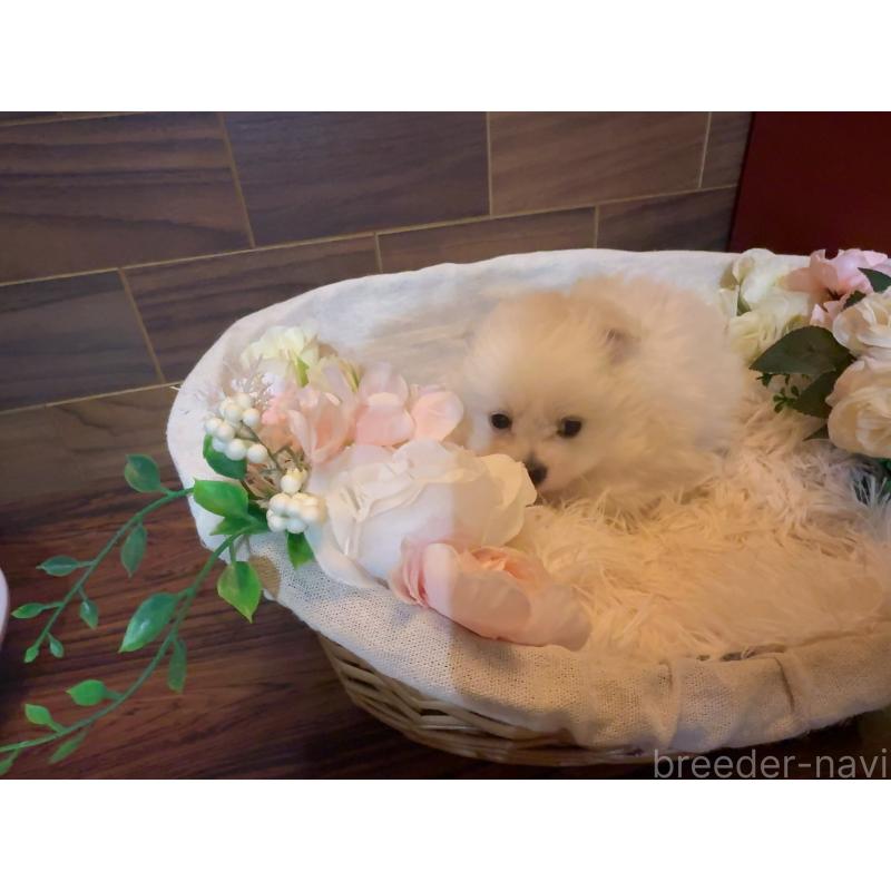 販売中の岐阜県のポメプー:ポメラニアン×トイプードル-439484の7枚目