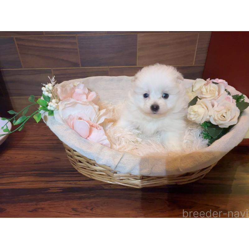 販売中の岐阜県のポメプー:ポメラニアン×トイプードル-439484の6枚目