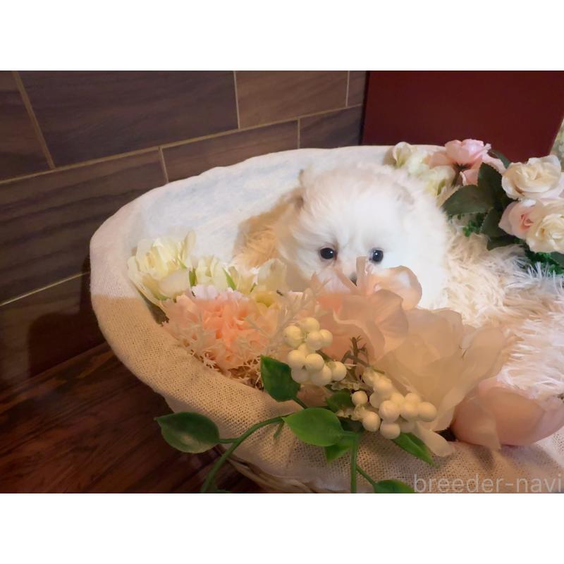 販売中の岐阜県のポメプー:ポメラニアン×トイプードル-439484の3枚目