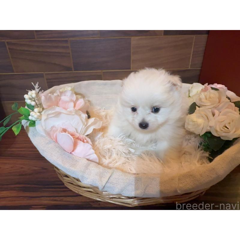 販売中の岐阜県のポメプー:ポメラニアン×トイプードル-439484の2枚目