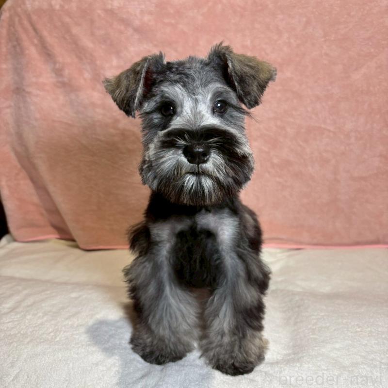 成約済の大阪府のミニチュアシュナウザー-429217の6枚目