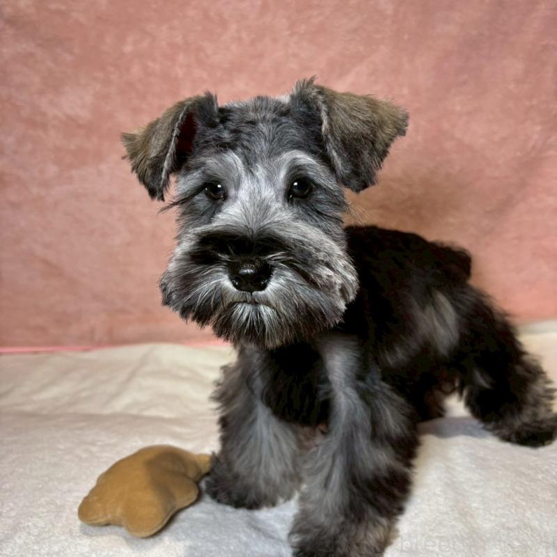 成約済の大阪府のミニチュアシュナウザー-429217の5枚目