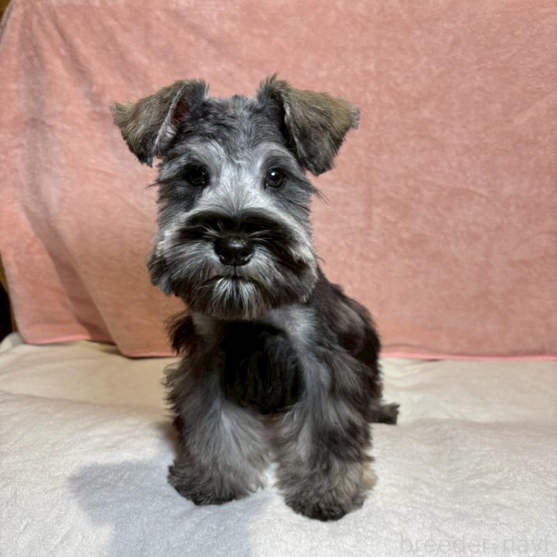 成約済の大阪府のミニチュアシュナウザー-429217の4枚目