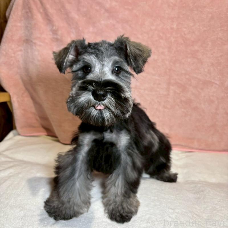 成約済の大阪府のミニチュアシュナウザー-429217の3枚目