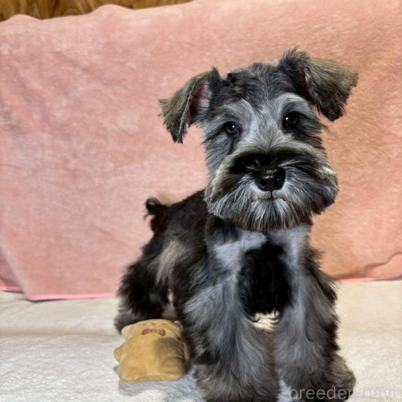 成約済の大阪府のミニチュアシュナウザー-429217の2枚目