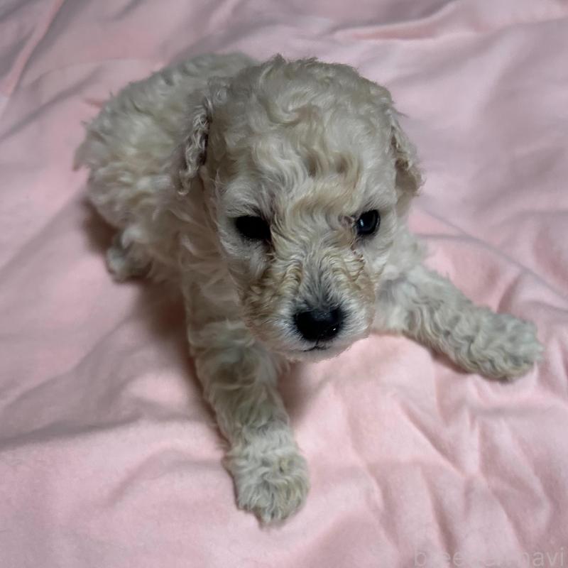 販売中ののトイプードル-439485