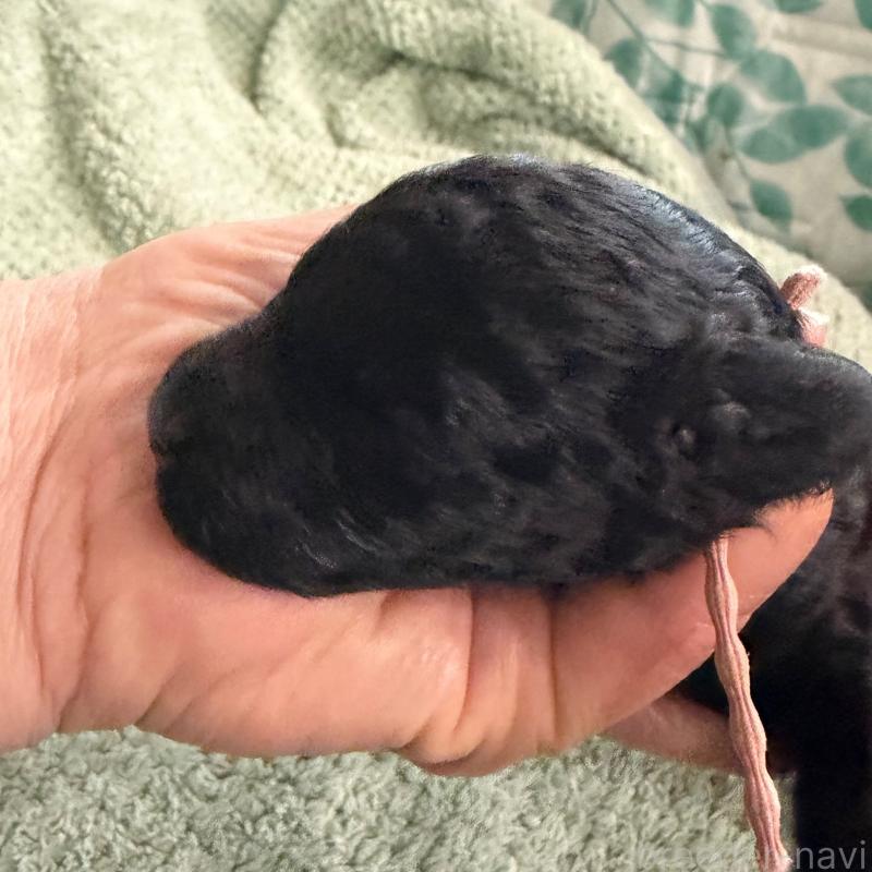 販売中の千葉県のトイプードル-439486の2枚目