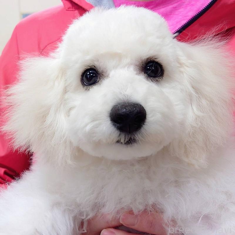 成約済の山口県のビションフリーゼ-423831の1枚目