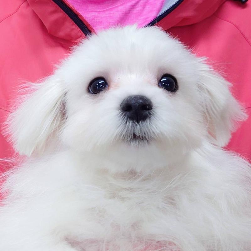 販売中の山口県のマルチーズ-423832