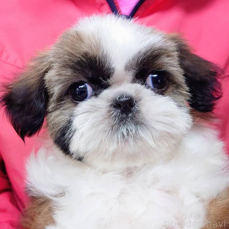 販売中の山口県のシーズー-432304