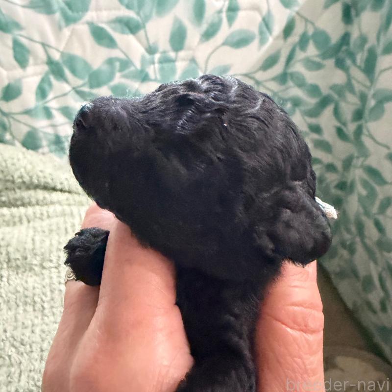 販売中の千葉県のトイプードル-439487の3枚目